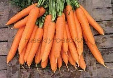Морковь Сиркана F1 (1,8-2,0 мм) (25 000 сем.)