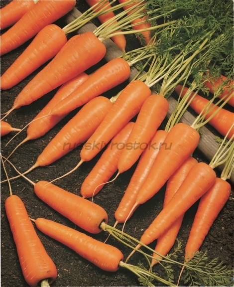 Морковь Купар F1 прец. (1,8-2,0 мм) (1 000 000 сем.)