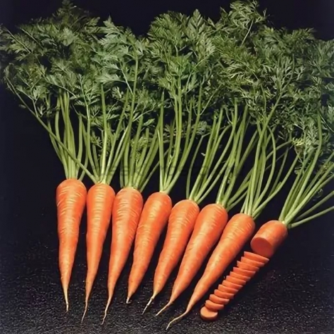 Морковь Каротан прец.(1,6-1,8 мм) (1 000 000 сем.)