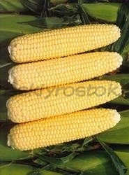 Кукуруза сахарная Челл F1 (5 000 сем.)