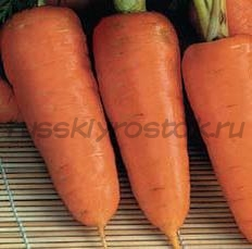Морковь Шарлотта (100 гр)