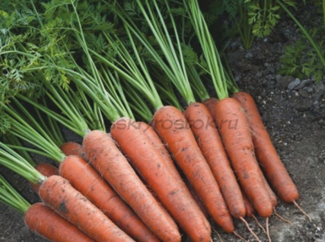Морковь Аурантина F1 (1,8-2,0 мм) (100 000 сем.)