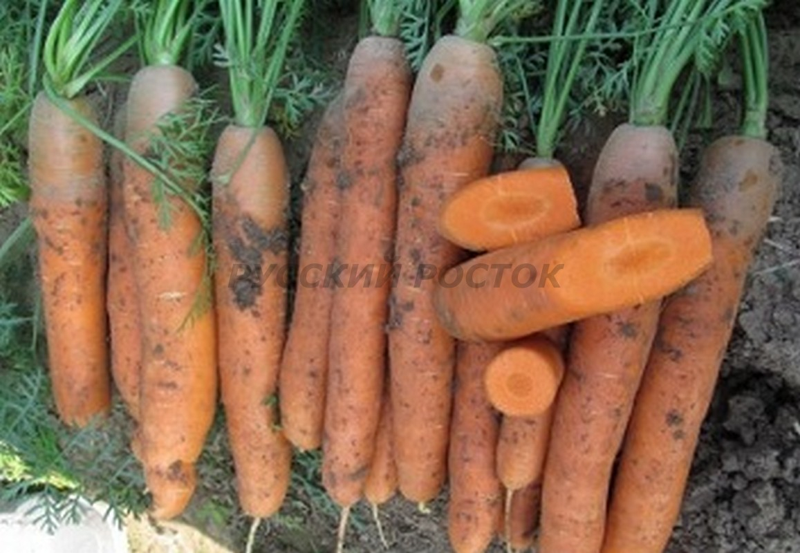 Морковь Наутилус (1 кг)