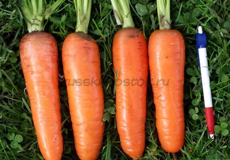 Морковь Тангерина F1 (Т 825) (2,0-2,2 мм) (100 000 сем.)