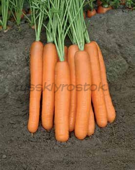 Морковь Морелия F1 (1,8-2,0 мм) (1 000 000 сем.)