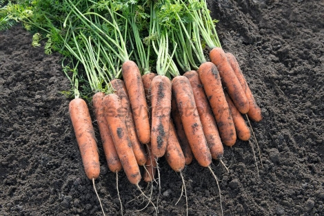 Морковь Натуна F1 прец. (1,8-2,0 мм) (1 000 000 сем.)