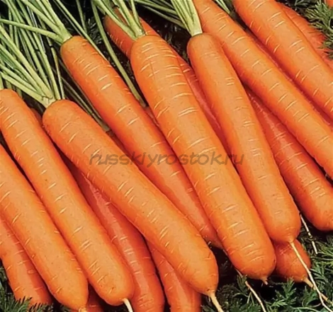 Морковь Нантес 2 Тито (1000 гр.)