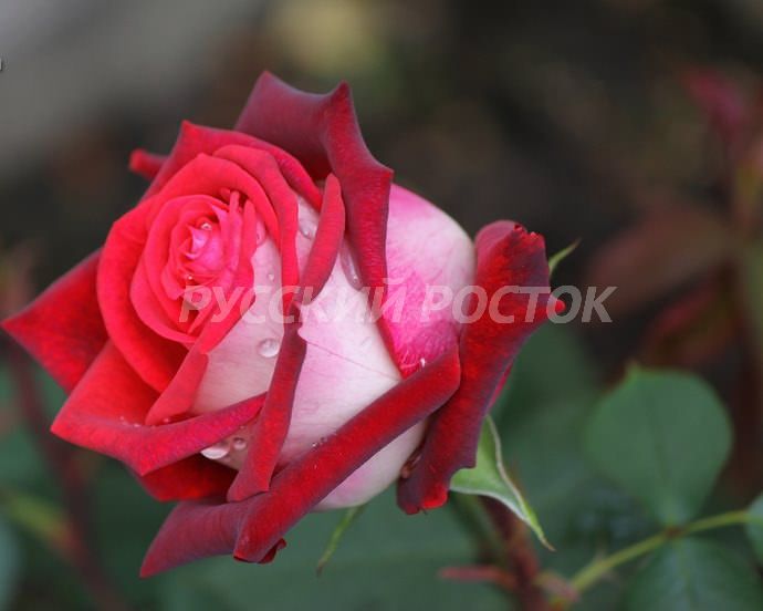 Роза чайно-гибридная Осирия (): купить саженцы розы Осирия | интернет-магазин GradinaMax